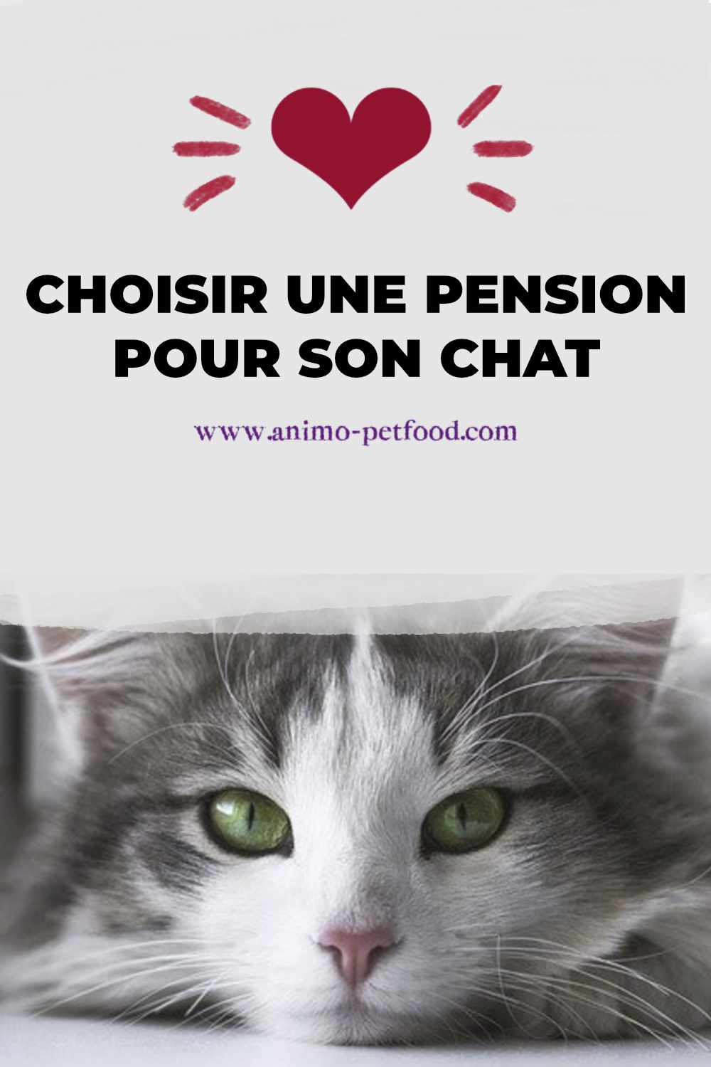 choisir-une-pension-pour-chat